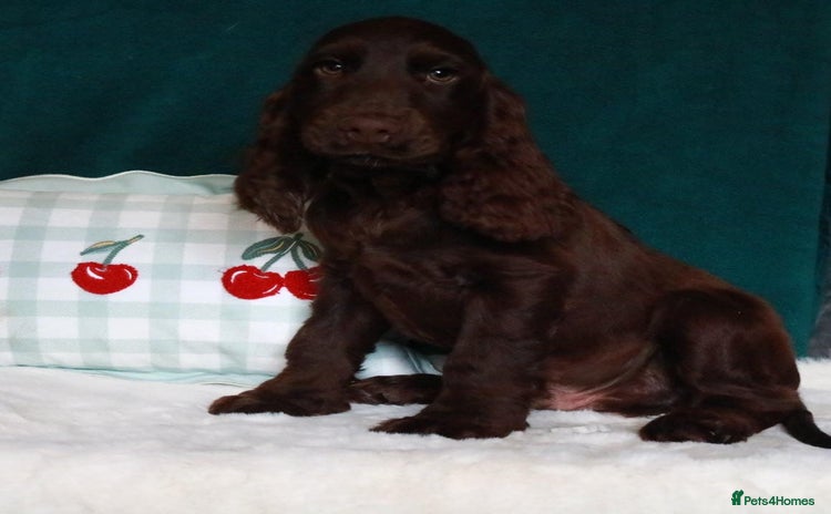 Cocker Spaniel dogs - Advert 13