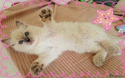 Ragdoll cats for sale: Top-Quality Pedigree Ragdoll Kittens - 3 AVAILABLE - Image 4