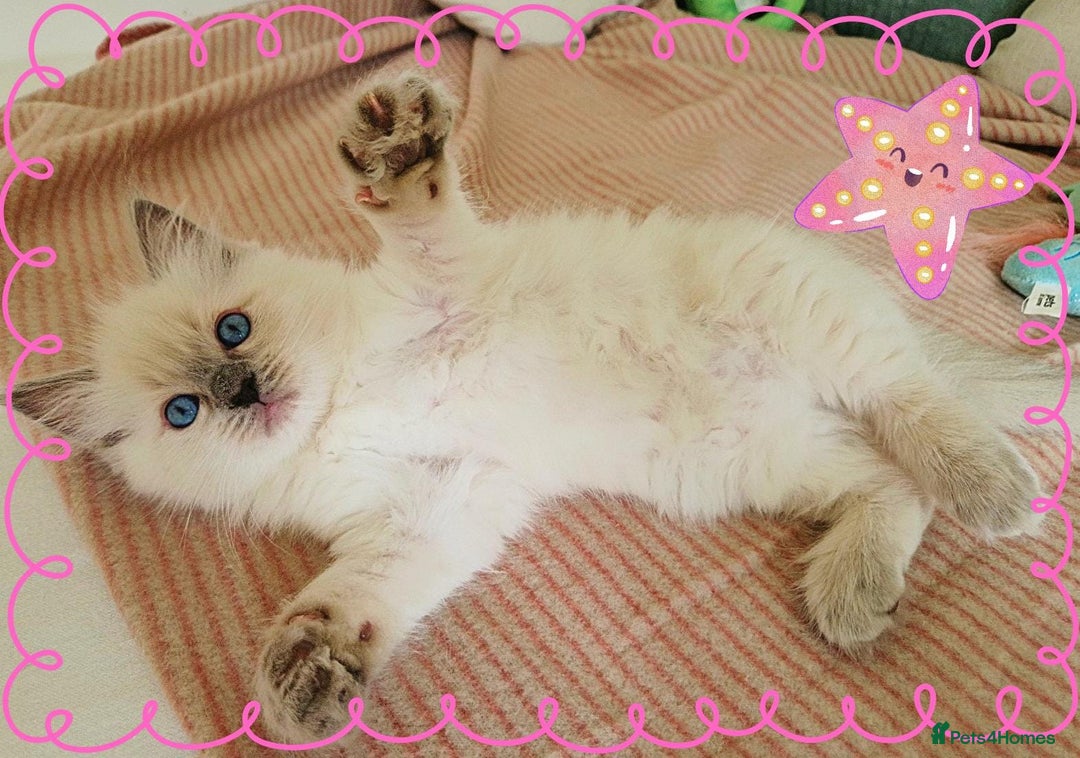 Ragdoll cats for sale: Top-Quality Pedigree Ragdoll Kittens - 3 AVAILABLE - Image 4