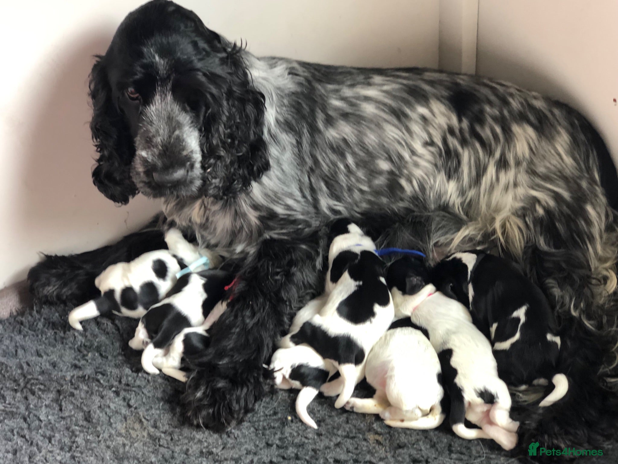 Cocker Spaniel dogs 2 gorgeous show cocker male puppies available 😁 - Advert 1