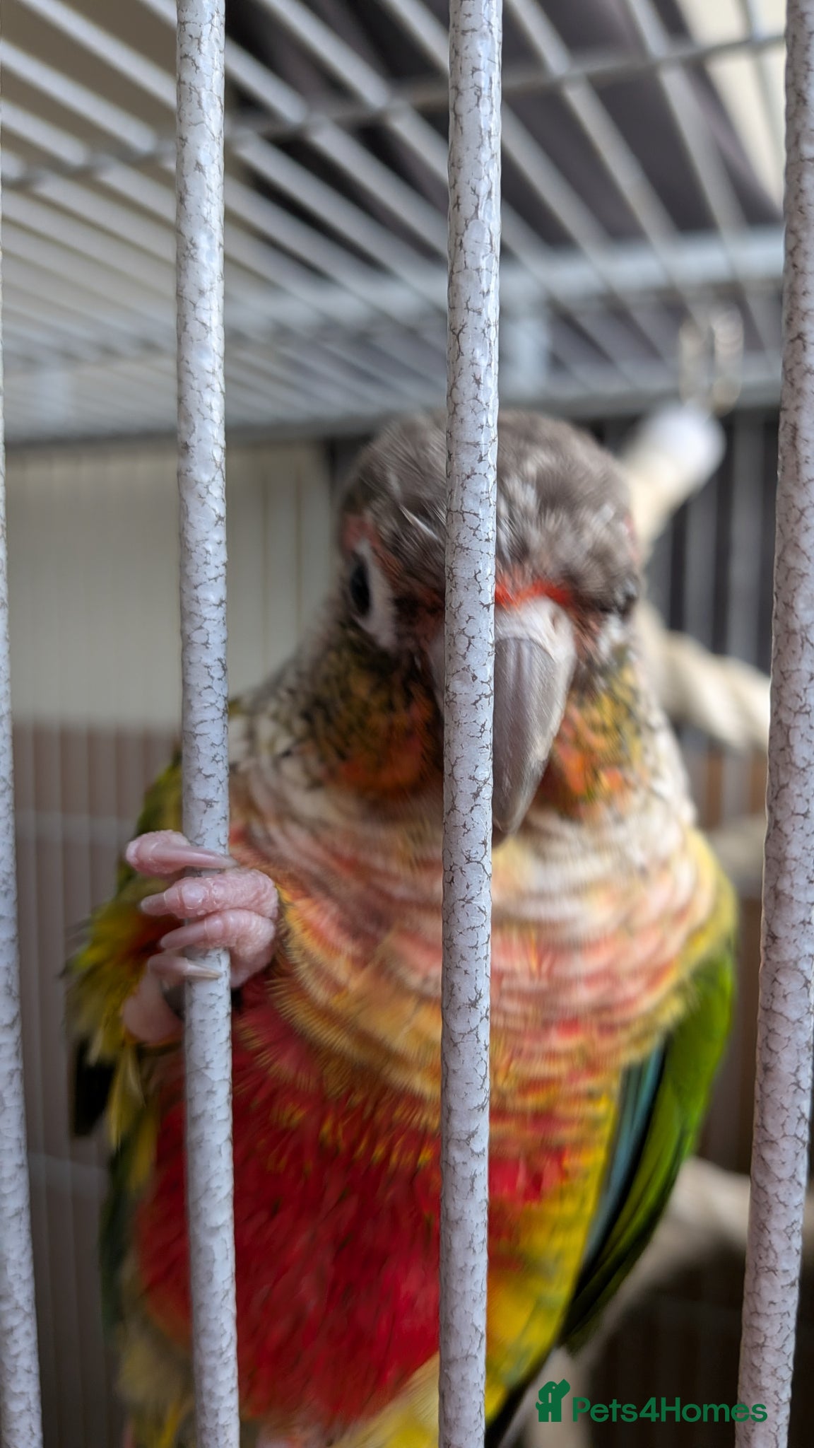 Conures birds for sale: Conure, cage and carry bag  in Birmingham - Advert 3