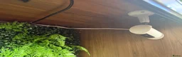 Python Snake reptiles for sale: 🌿 NEW BESPOKE 4FT REPTILE VIVARIUM full setup - Advert 6