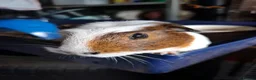 Guinea Pig rodents for sale: Mixed Breed Male Guinea Pig - Advert 1