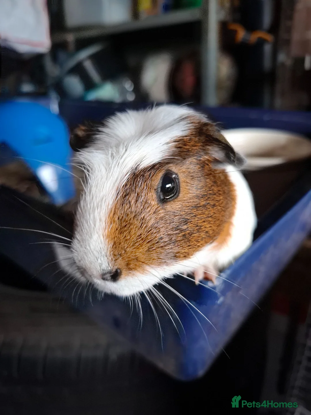 Guinea Pig rodents for sale: Mixed Breed Male Guinea Pig - Advert 1