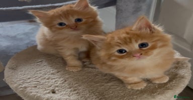 Birman cats - Advert 7