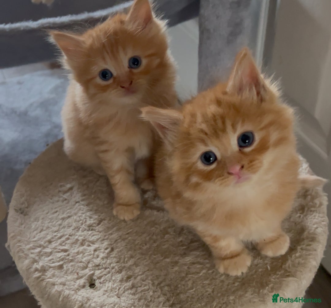 Birman cats for sale: Birman X  - Image 2