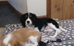 Cavalier King Charles Spaniel dogs for sale: Fully vaccinated last boy and girl - Image 4
