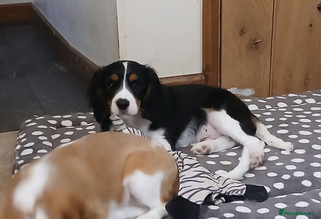 Cavalier King Charles Spaniel dogs for sale: Fully vaccinated last boy and girl - Image 4