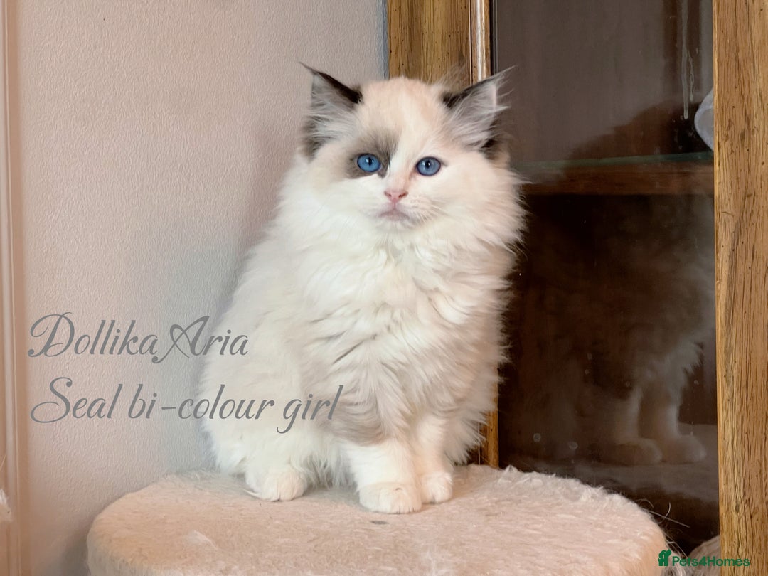Ragdoll cats for sale: TICA Reg. Championship bloodline Ragdoll Kittens - Image 10