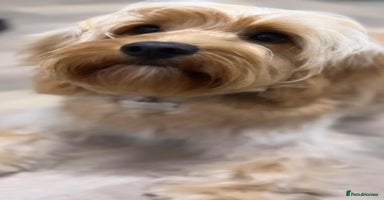 Cockapoo dogs - Advert 4