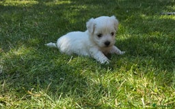 Maltese dogs for sale: 💙 Adorable Maltese Puppies for Sale - Image 8
