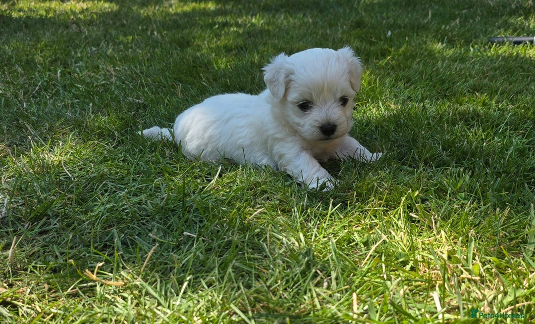 Maltese dogs for sale: 💙 Adorable Maltese Puppies for Sale - Image 8