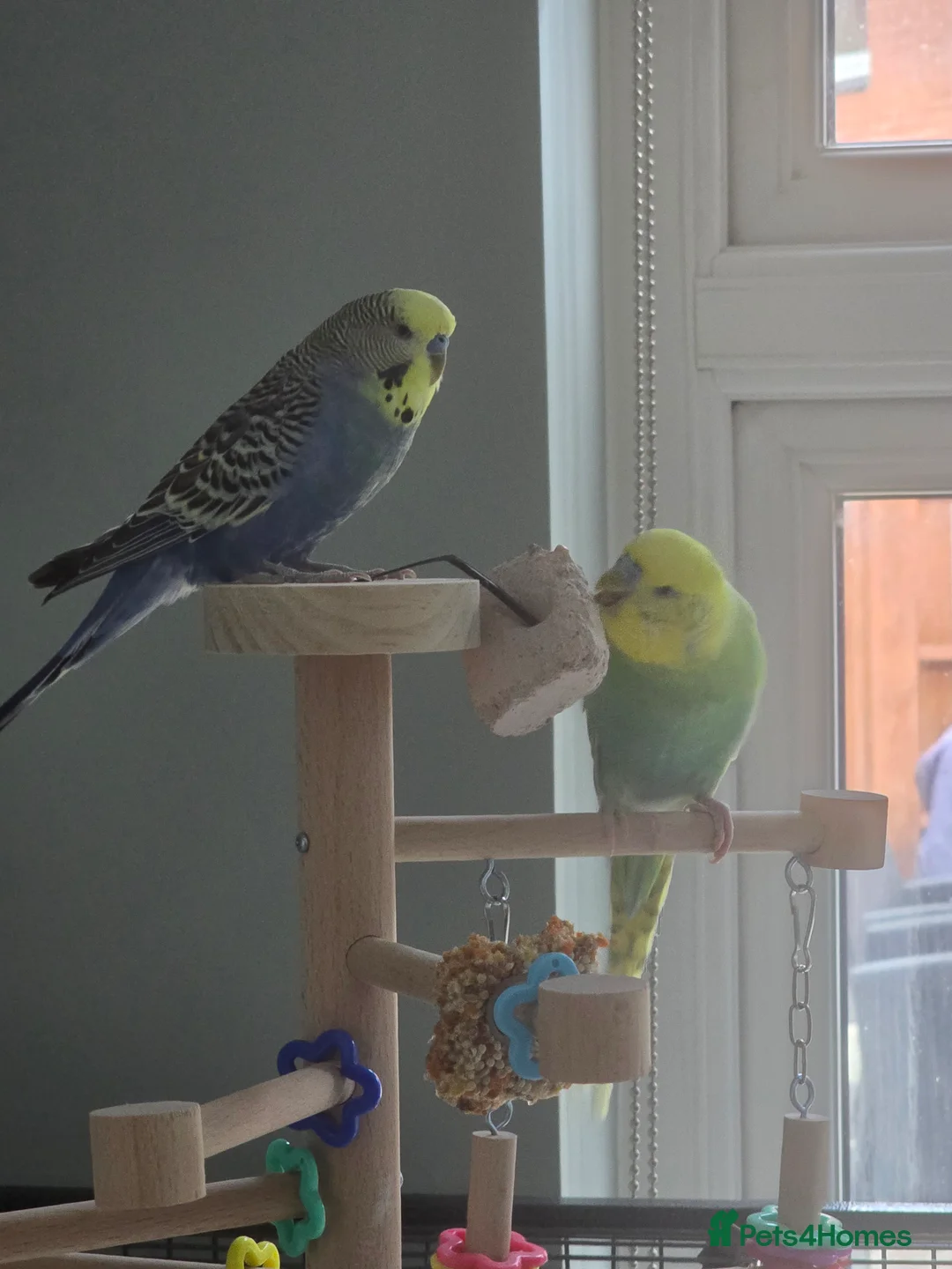 Budgerigars birds for sale: 2 x male budgies  - Advert 4