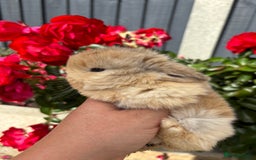 Mini Lop rabbits for sale: 2 Beautiful. Fluffy Mini Lop Rabbits - Image 8