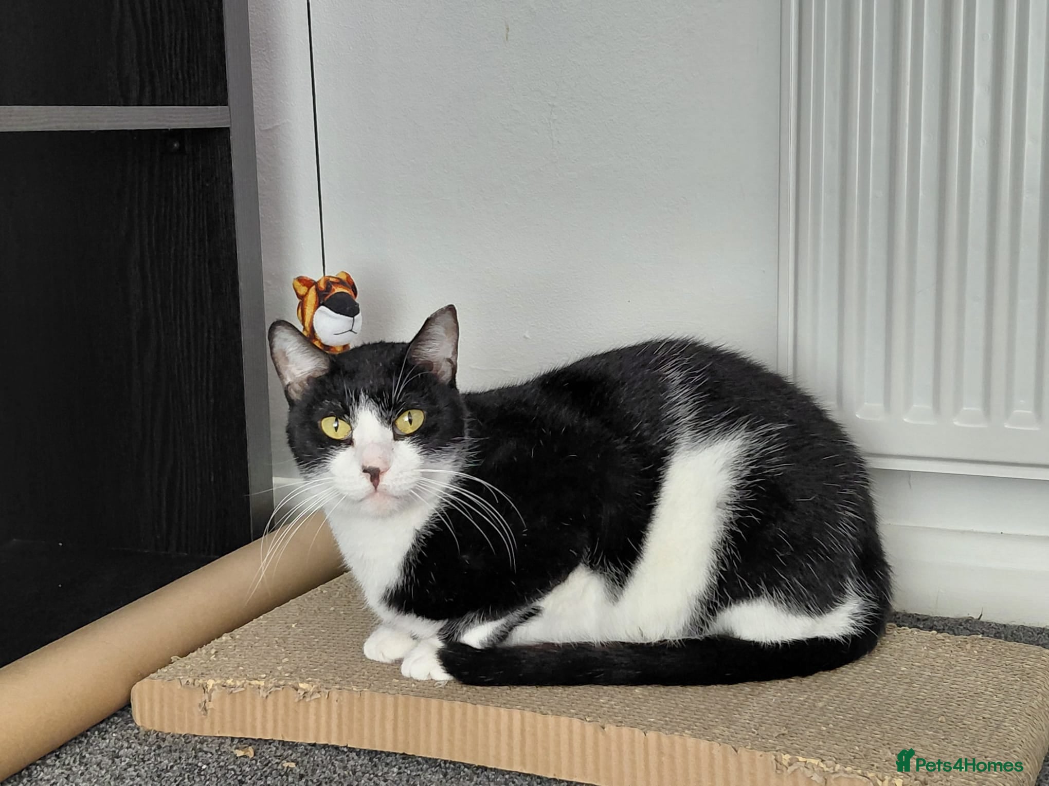 Mixed Breed cats Indoor boy, Calm and Gentle Zack  - Advert 1