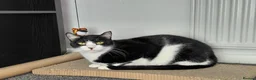 Mixed Breed cats for adoption: Indoor boy, Calm and Gentle Zack  in Norwich - Advert 1
