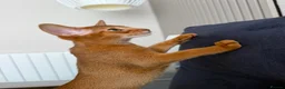 Abyssinian cats for sale: Last Girl 🎀 Ready to Go! - Advert 1