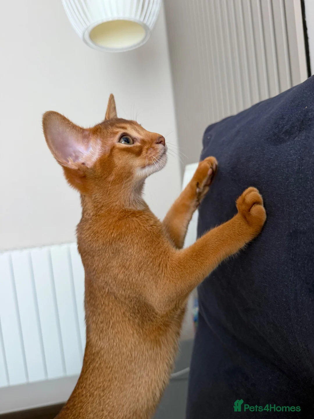 Abyssinian cats for sale: Last Girl 🎀 Ready to Go! - Advert 1