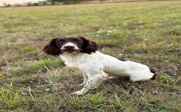 English Springer Spaniel dogs in Devizes - Advert 13