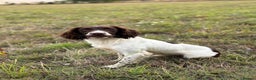 English Springer Spaniel dogs for stud: Ned health tested available for stud in Devizes - Advert 2