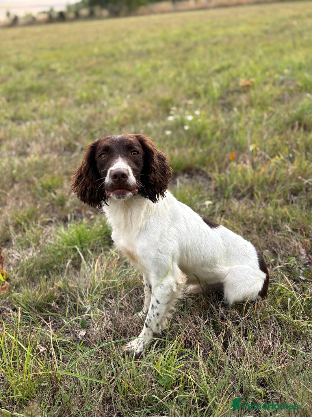 English Springer Spaniel dogs for stud: Ned health tested available for stud in Devizes - Image 1