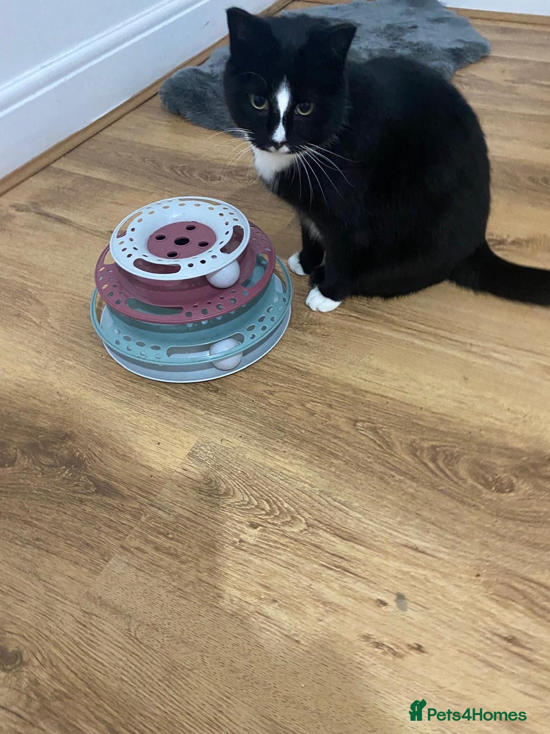 Mixed Breed cats for adoption: Special rescue cat Magda needs a forever home - Advert 2