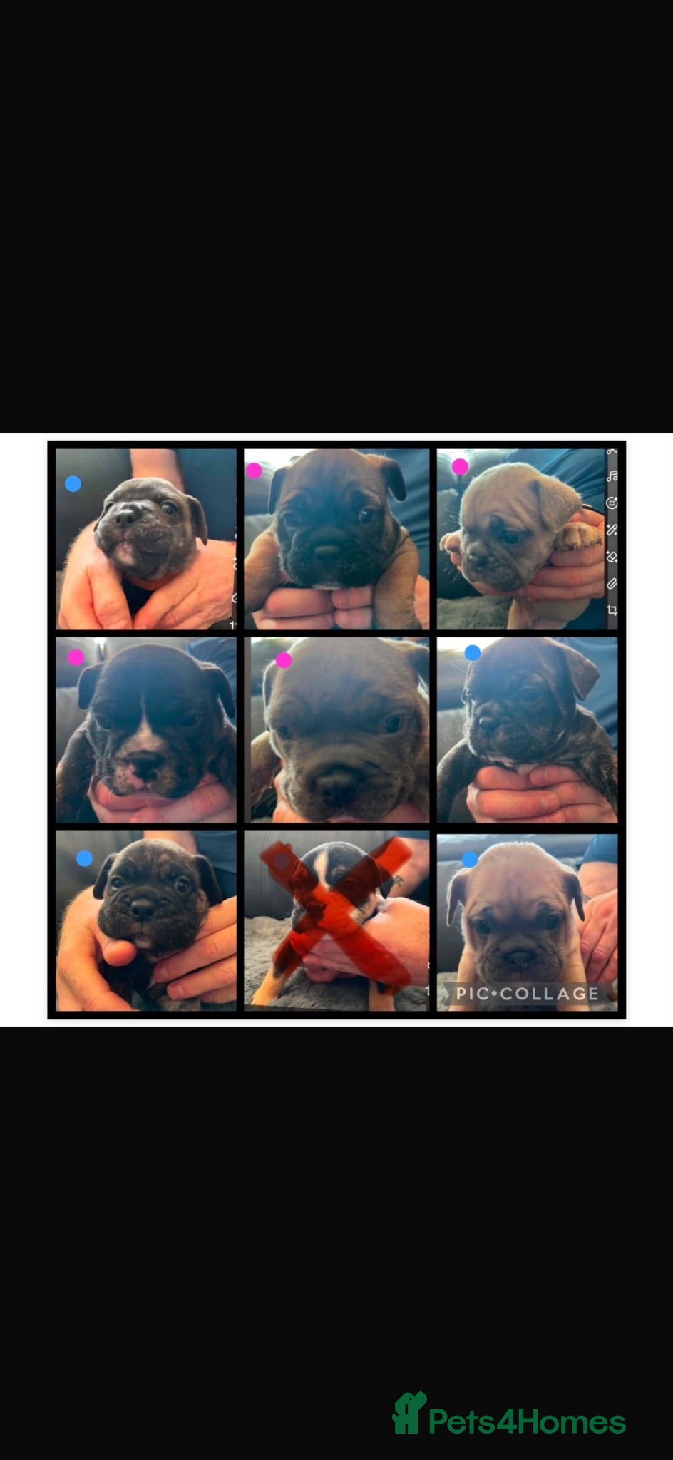 Mixed Breed dogs FRENGLISH BULLDOG PUPPIES - Advert 3