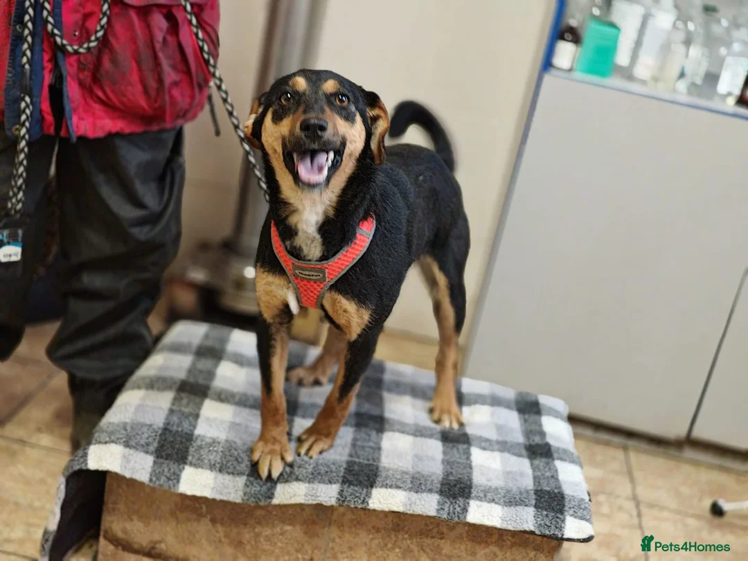 Mixed Breed dogs for adoption: ❤️🐶 PENNY – SHE WON’T LET YOU JUST PASS BY in Burton-on-Trent - Advert 1