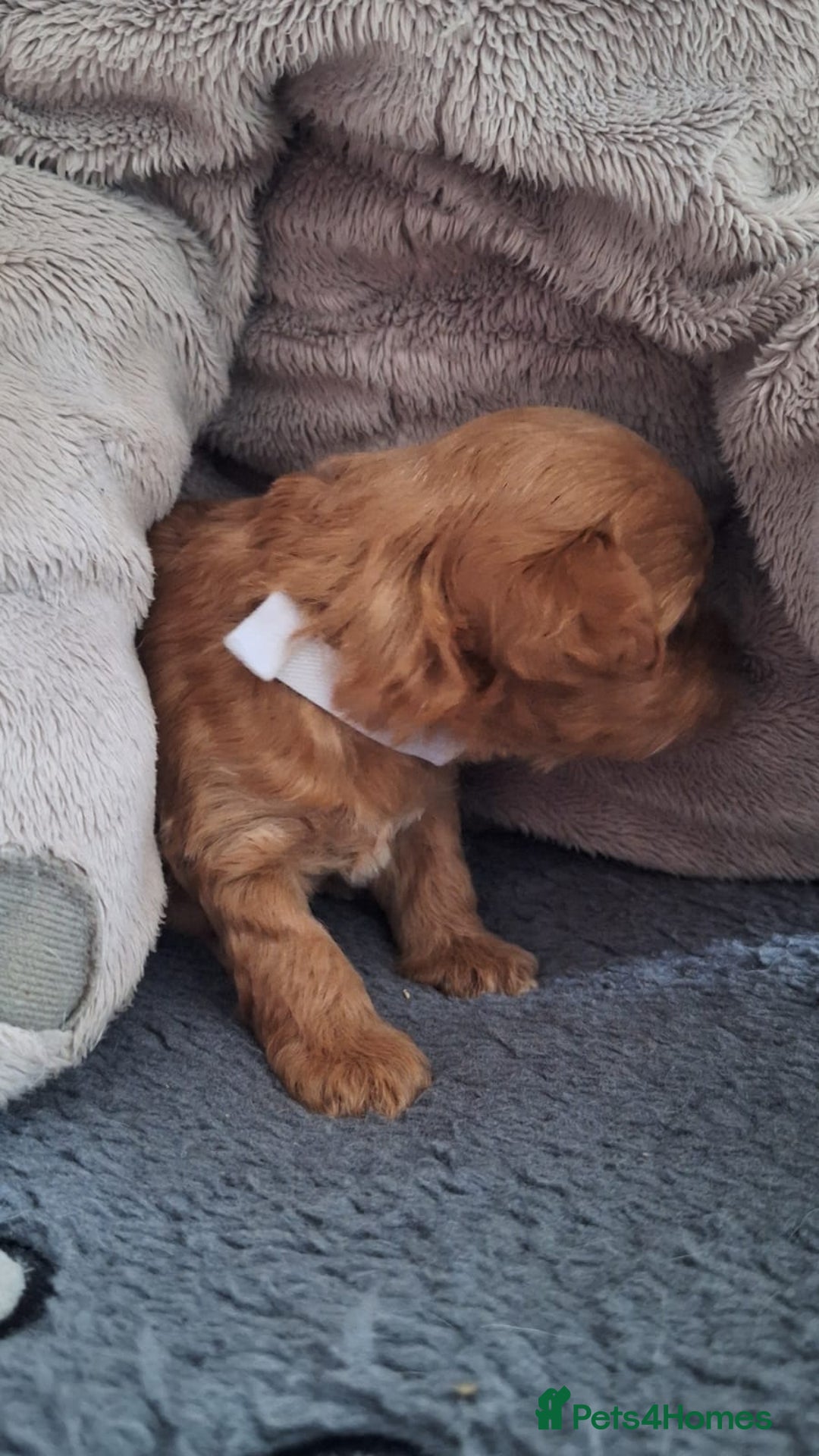 Chipoo dogs for sale: Asian chipoo  - Advert 13