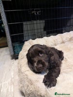 Cocker Spaniel dogs - Advert 8