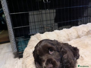 Cocker Spaniel dogs LAST ONE GIRL NEW🏠Kc reg English Cockerspaniel 🏠 - Advert 8