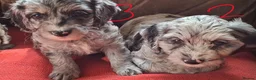 Cockapoo dogs for sale: F1 Cockapoo Pups  - Advert 14