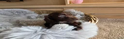 Cocker Spaniel dogs for sale: Working Type Cocker Spaniels - Advert 4