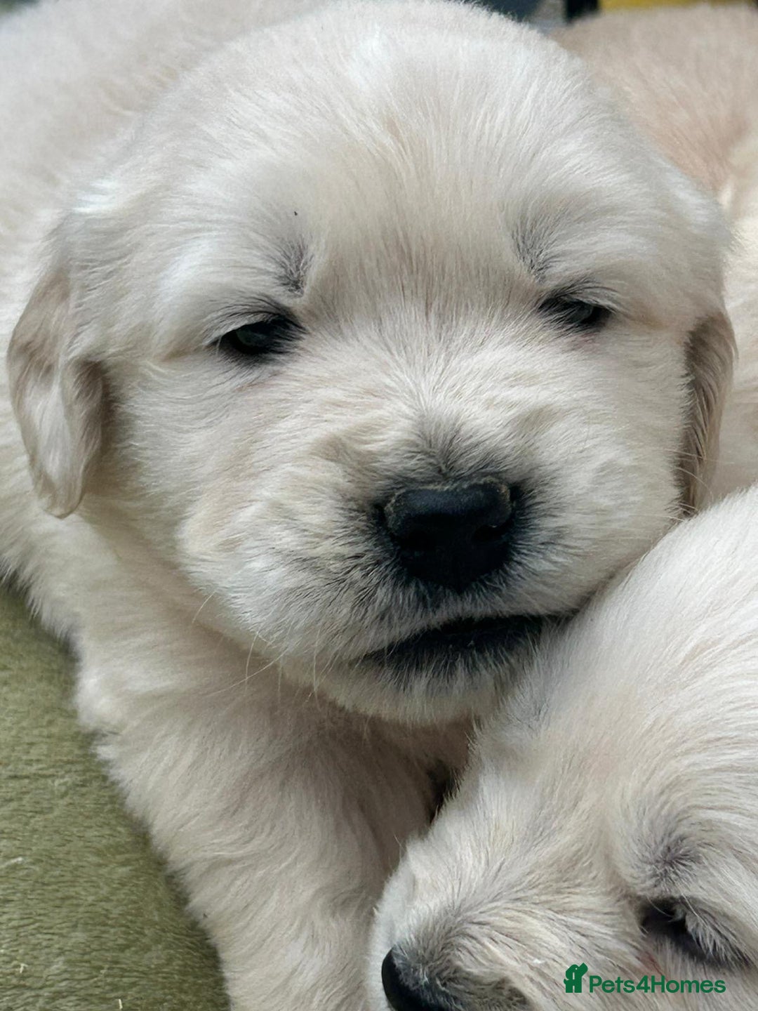 Golden Retriever dogs for sale: Superb litter Kc reg health tested goldens - Image 7