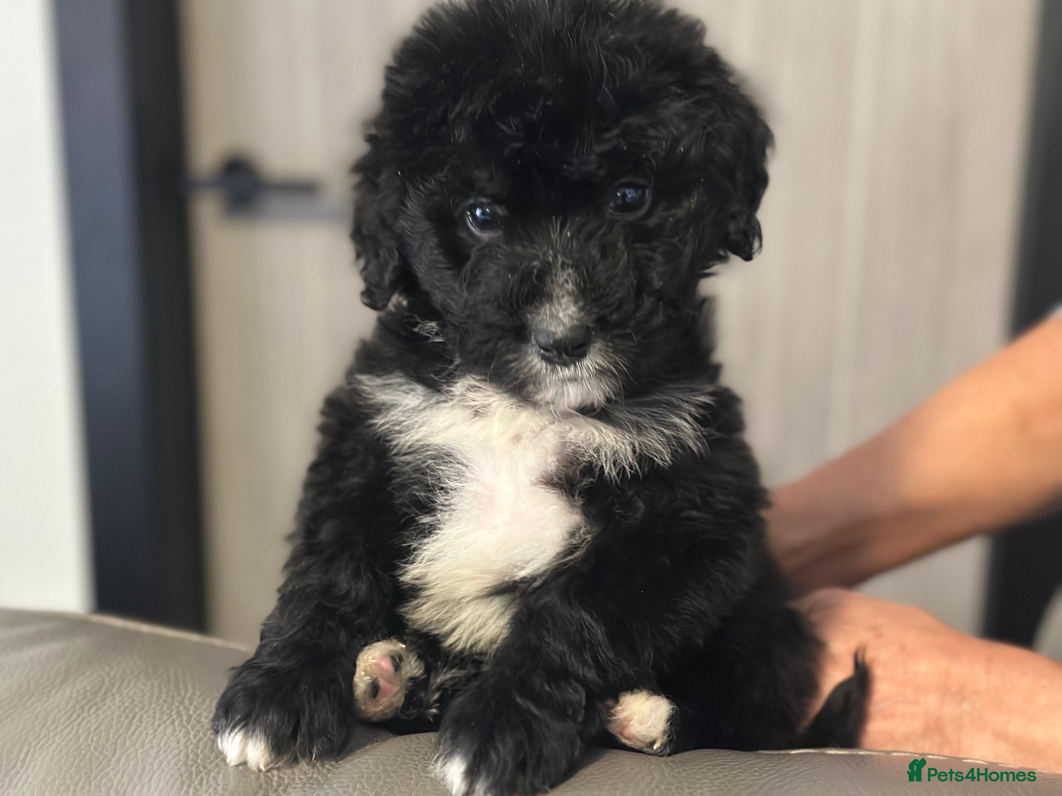 Bernedoodle dogs F1 STANDARD BERNADOODLE VACCINATED FULL VET CHECK - Advert 2