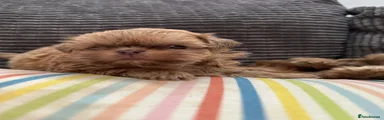 Shih Tzu 2