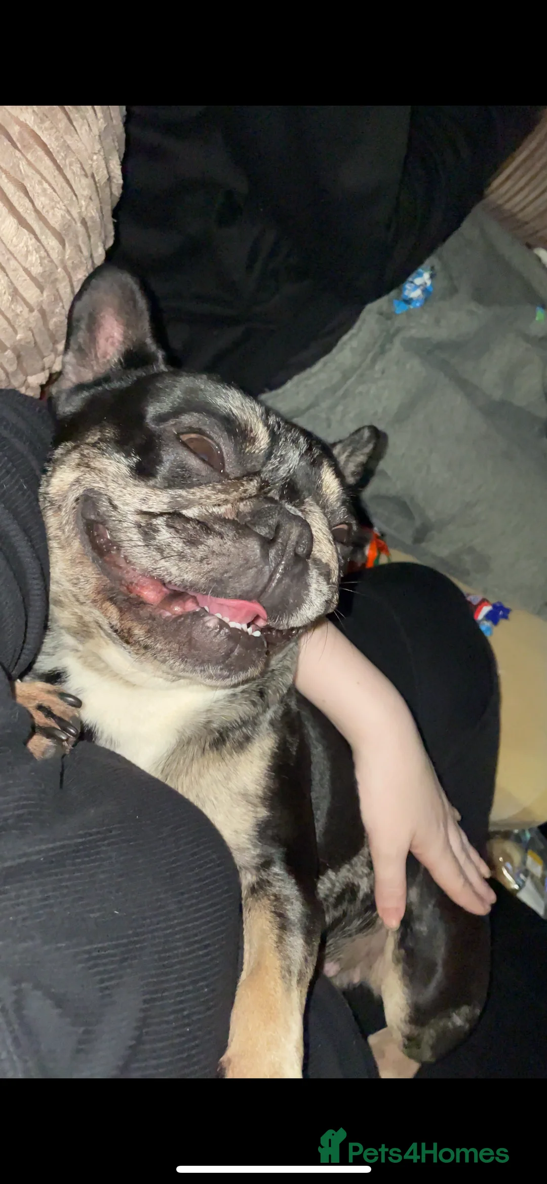 French Bulldog dogs for sale: Coco  - Advert 8