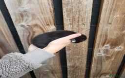 Mixed Breed cats for sale: Black and white farm bred kittens  - Image 8
