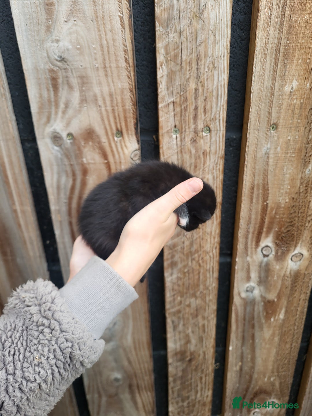 Mixed Breed cats for sale: Black and white farm bred kittens  - Image 8