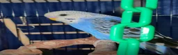 Budgerigars birds for sale: Young budgies for sale in Falkirk - Advert 7