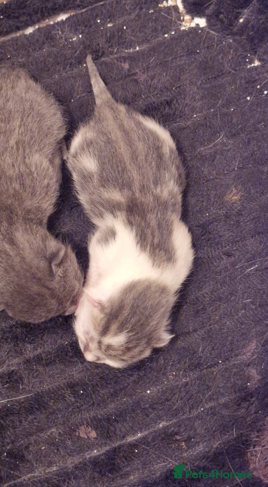 Mixed Breed cats for sale: Bengal BSH Cross Kittens - Advert 2