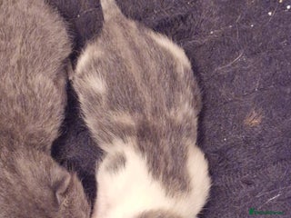 Mixed Breed cats Bengal BSH Cross Kittens - Advert 6