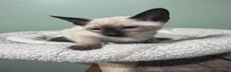 Siamese cats for sale: 6 affectionate traditional Siamese kittens ready - Advert 17