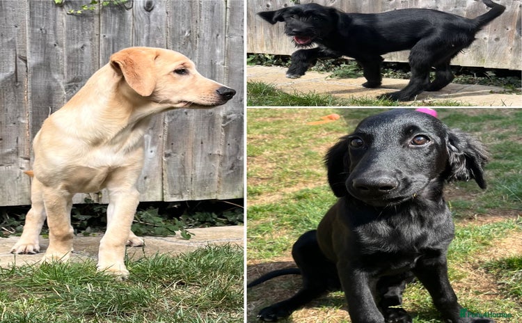 Mixed Breed dogs - Advert 14