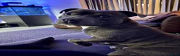Staffordshire Bull Terrier dogs for stud: Staffordshire Bull Terrier Stud — Loki - Advert 10