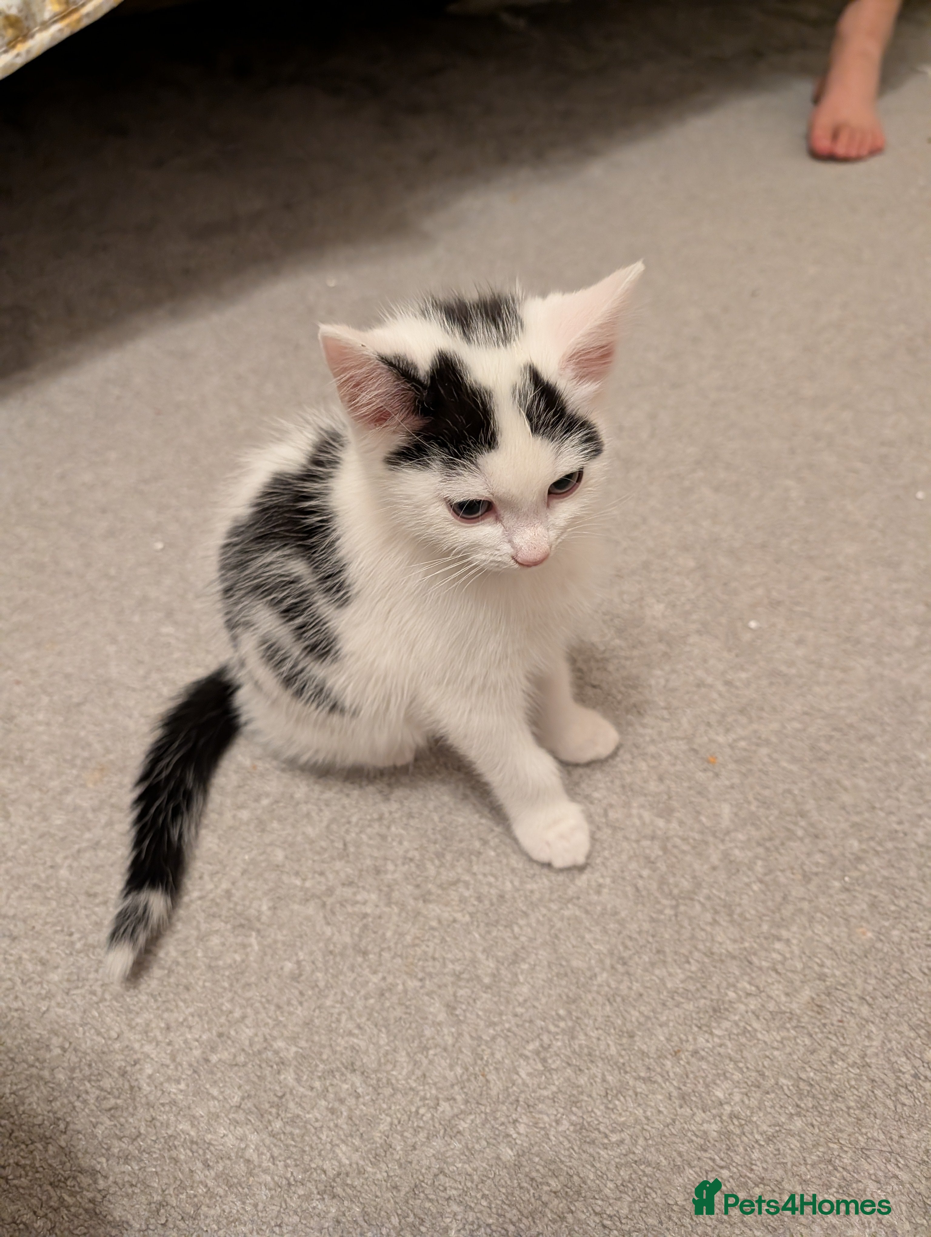 Domestic Shorthair cats Two Beautiful Male Kittens  - Advert 1