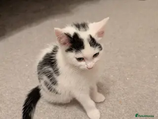 Domestic Shorthair cats Two Beautiful Male Kittens - Advert 9