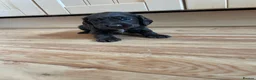 Cocker Spaniel dogs for sale: Beautiful working cocker spaniel puppies  - Advert 7