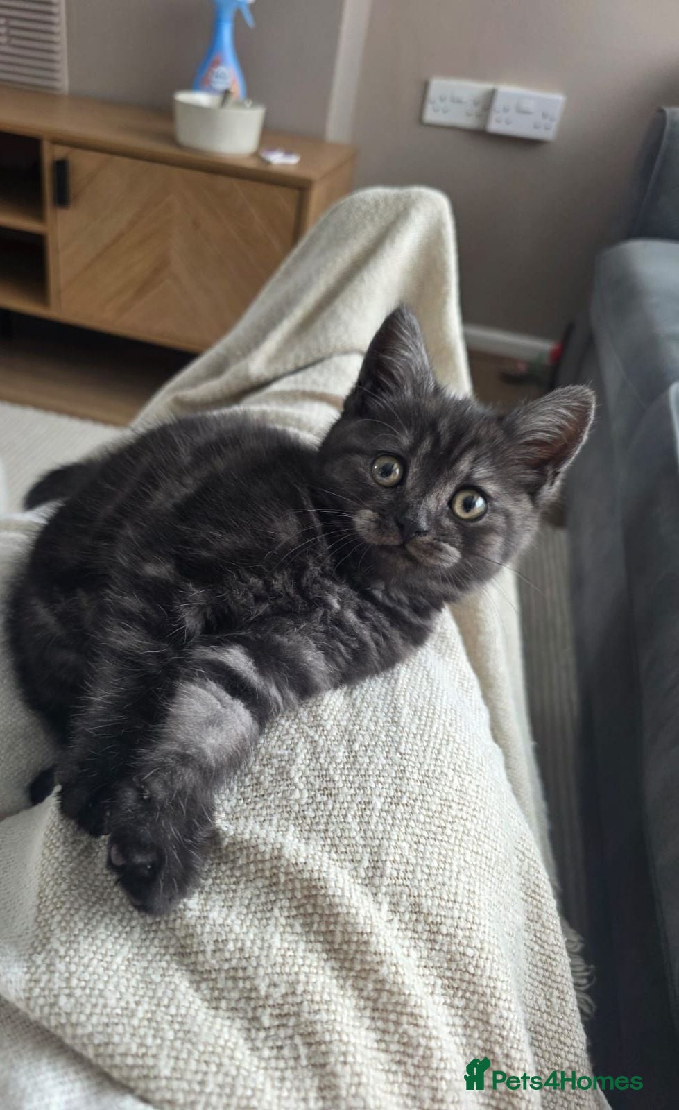 British Shorthair cats Blue Golden Shaded British Shorthair female - Advert 9