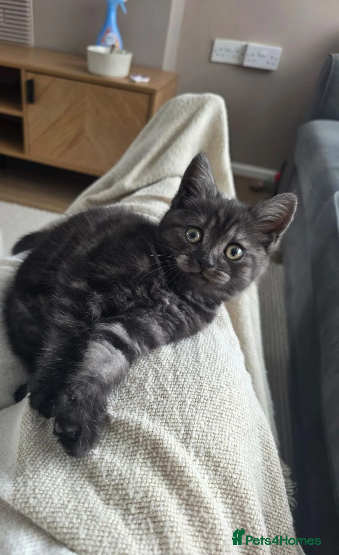 British Shorthair cats for sale: Blue Golden Shaded British Shorthair female - Advert 1
